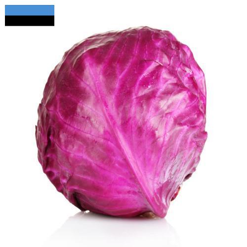 Капуста краснокочанная из Эстонии