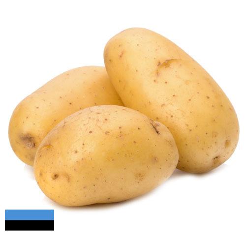 картошка из Эстонии