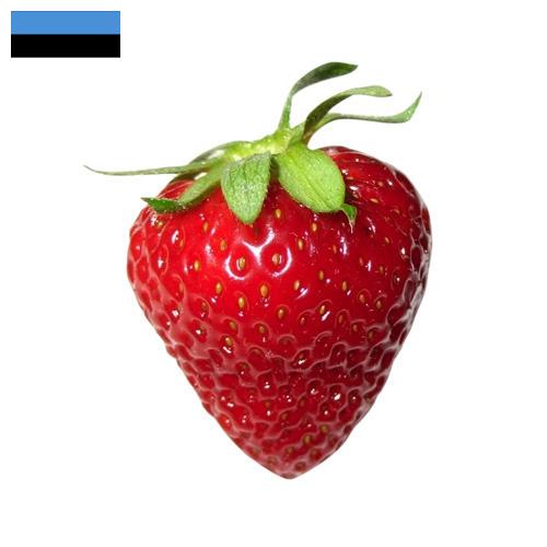 Клубника из Эстонии