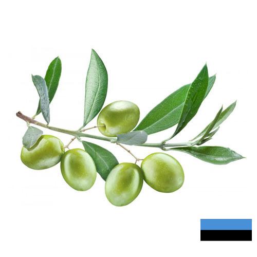 маслины оливки из Эстонии
