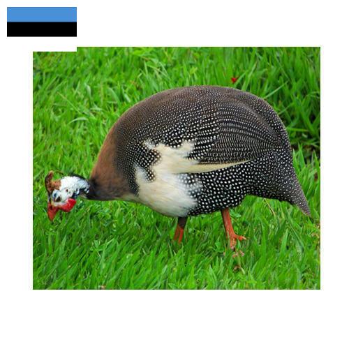 птица из Эстонии