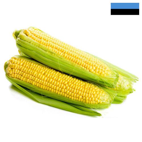 Сахарная кукуруза из Эстонии