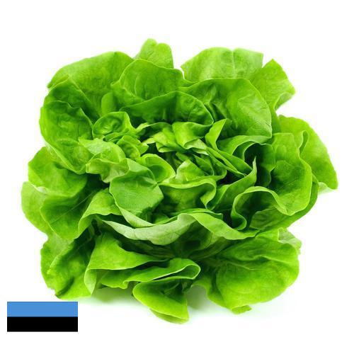 Салат латук из Эстонии