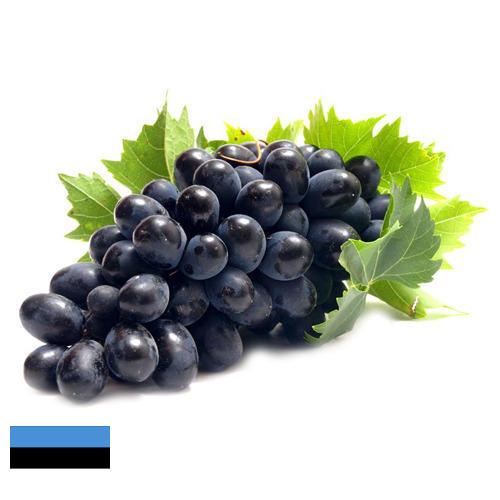 Виноград из Эстонии