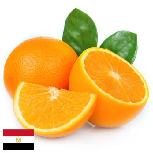 Апельсины из Египта