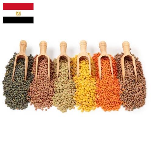 Бобовые культуры из Египта