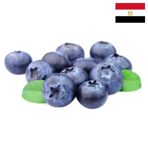 Черника из Египта