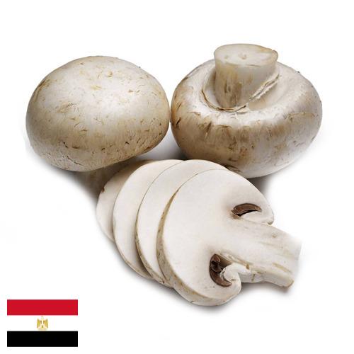 Грибы из Египта