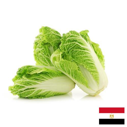 Капуста китайская из Египта