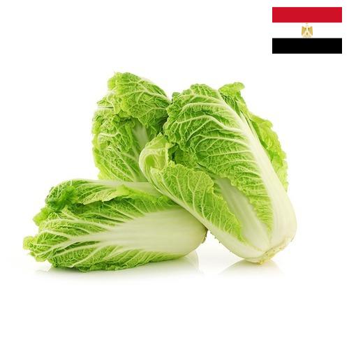 капуста пекинская из Египта