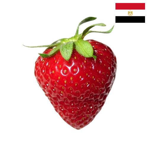 Клубника из Египта