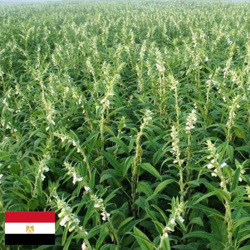 Кунжут из Египта