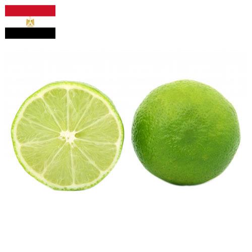 лайм из Египта