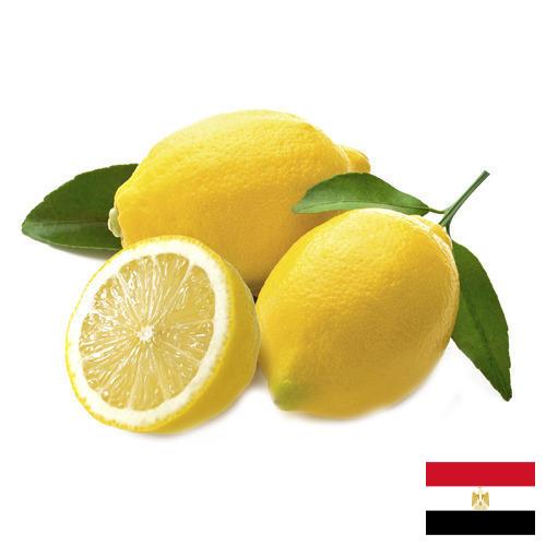 лимон свежий из Египта