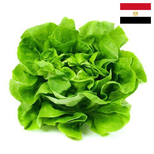 Салат латук из Египта
