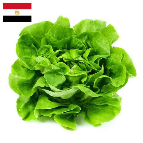 салат из Египта