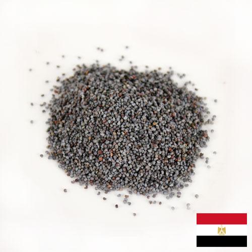 Семена петрушки из Египта