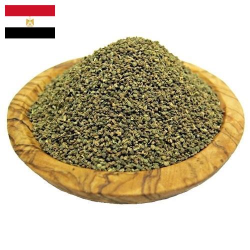 Семена сельдерея из Египта