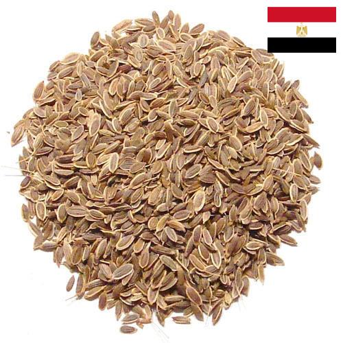 Семена укропа из Египта