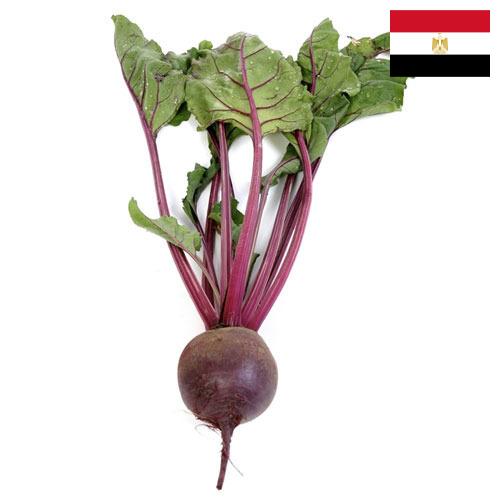 Свекла столовая из Египта