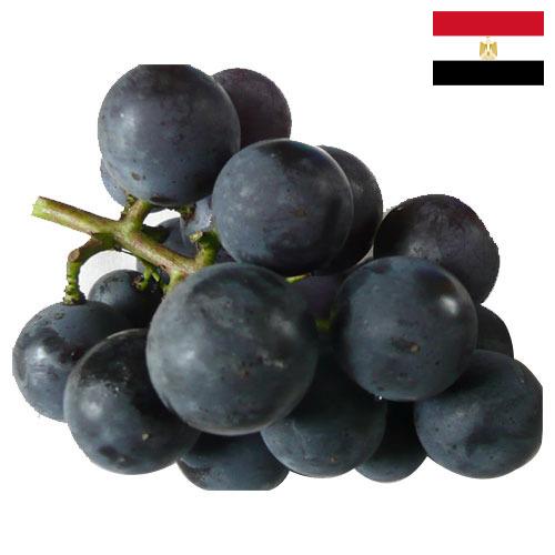 виноград столовый из Египта