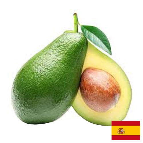 Авокадо из Испании