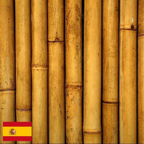 Бамбук из Испании