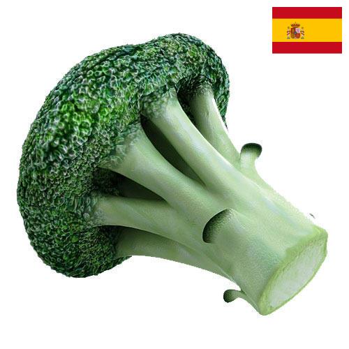 брокколи из Испании