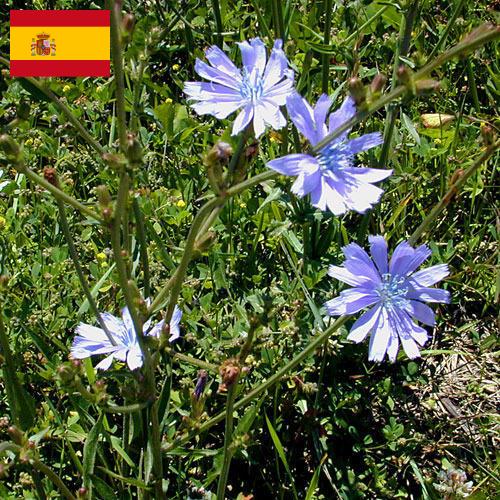 Цикорий из Испании