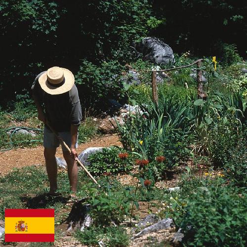 Цветы садовые из Испании