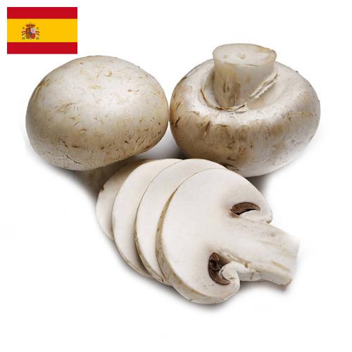 Грибок из Испании