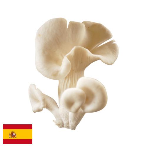 грибы вешенки из Испании