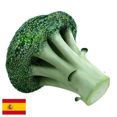 Капуста брокколи из Испании