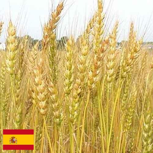 Кормовые культуры из Испании