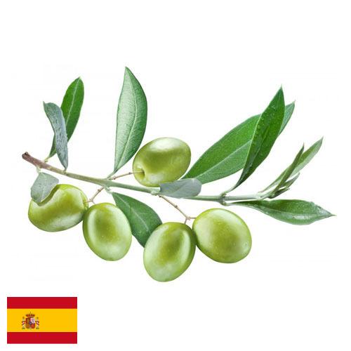 маслины оливки из Испании