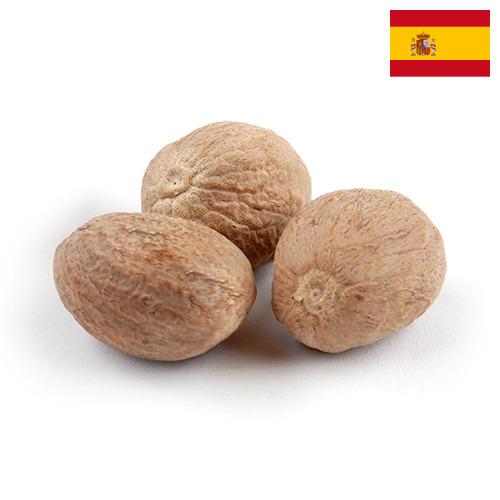 Мускатный орех из Испании