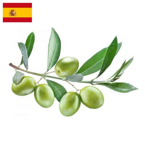 Оливки из Испании