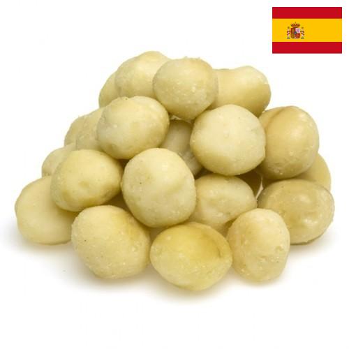 Орехи макадамия из Испании