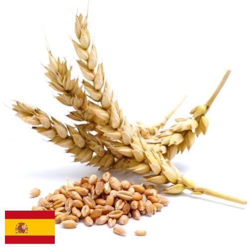 Пшеница из Испании