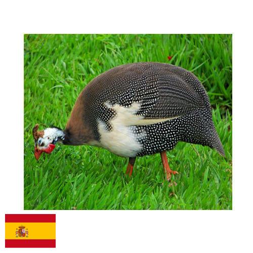 птица из Испании