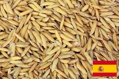 рис сырец из Испании