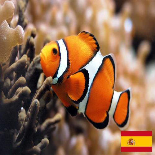 рыба из Испании