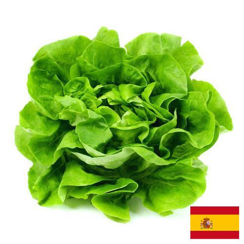Салат латук из Испании