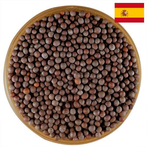 семена горчица из Испании