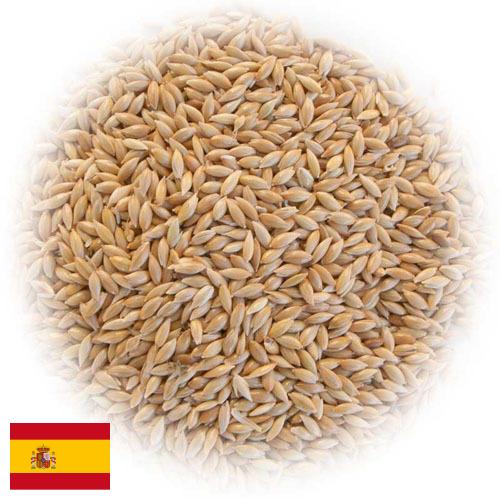 семена трав из Испании