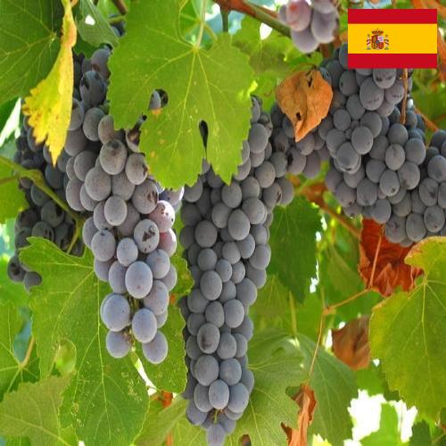 вино виноградное из Испании