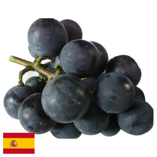 виноград столовый из Испании