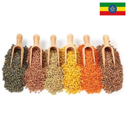 Бобовые культуры из Эфиопии