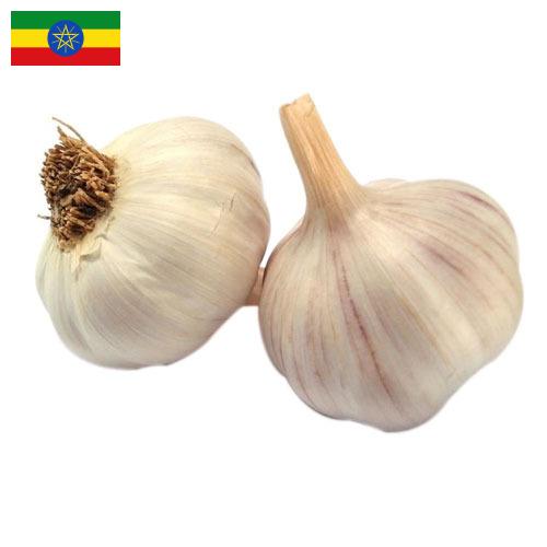 чеснок свежий из Эфиопии