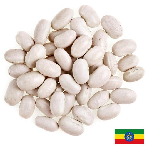 фасоль белая из Эфиопии